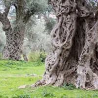 bartula--my-olive-garden-camp-stari-bar-63wbn