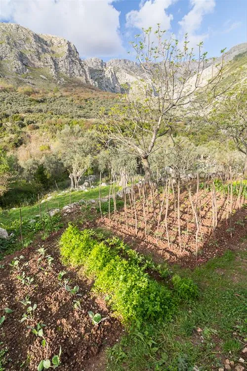 bartula--my-olive-garden-camp-stari-bar-7uamv