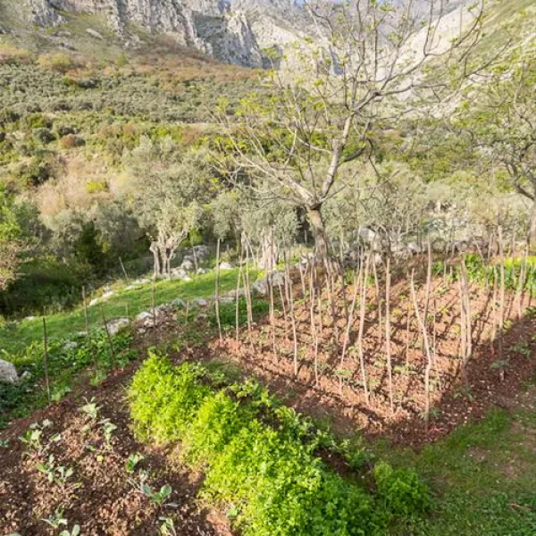 bartula--my-olive-garden-camp-stari-bar-7uamv