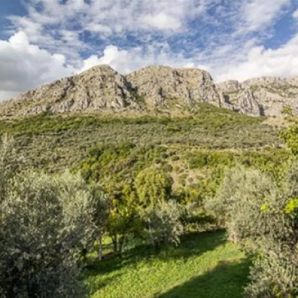 bartula--my-olive-garden-camp-stari-bar-hssfz