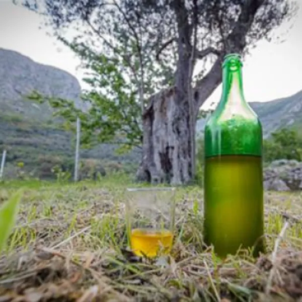 bartula--my-olive-garden-camp-stari-bar-qciq0