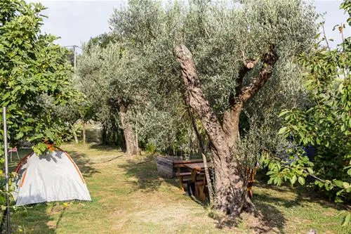 bartula--my-olive-garden-camp-stari-bar-tzpib