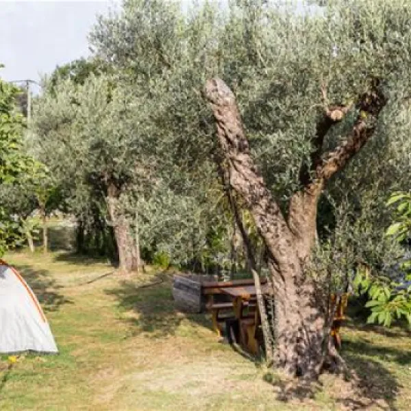 bartula--my-olive-garden-camp-stari-bar-tzpib