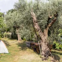 bartula--my-olive-garden-camp-stari-bar-tzpib