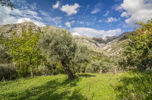 bartula--my-olive-garden-camp-stari-bar-vqdu0