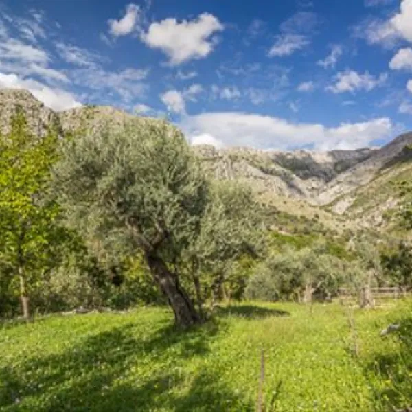 bartula--my-olive-garden-camp-stari-bar-vqdu0
