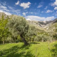 Bartula - My Olive Garden camp
