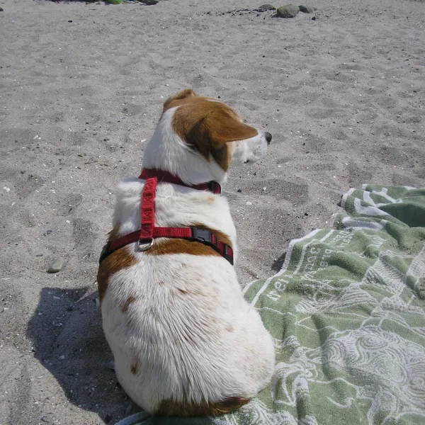 camping-ostseeferienpark-walkyrien-schashagen-ot-bliesdorfstrand-dzulq