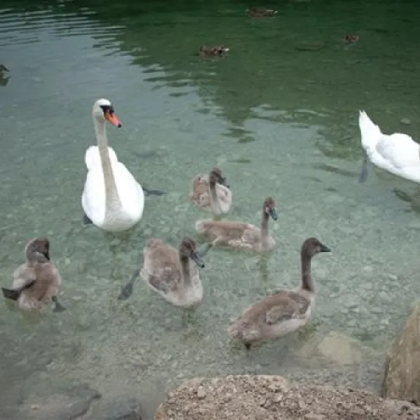 camping-bannwaldsee-schwangau-81dl8