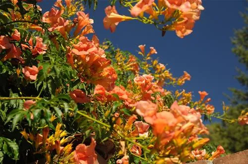 camping-delle-rose-isolabona-jdrbj