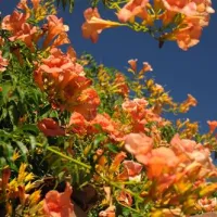 camping-delle-rose-isolabona-jdrbj