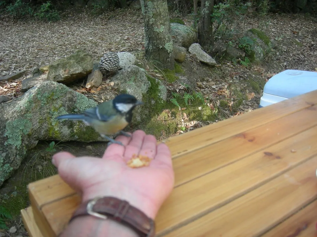 camping-santa-lucia-sainte-lucie-de-porto-vecchio-zusdf
