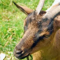 la-ferme-de-lann-hodic-sarzeau-simlw