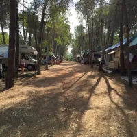 camping-lacona-pineta-capoliveri-5cu4d
