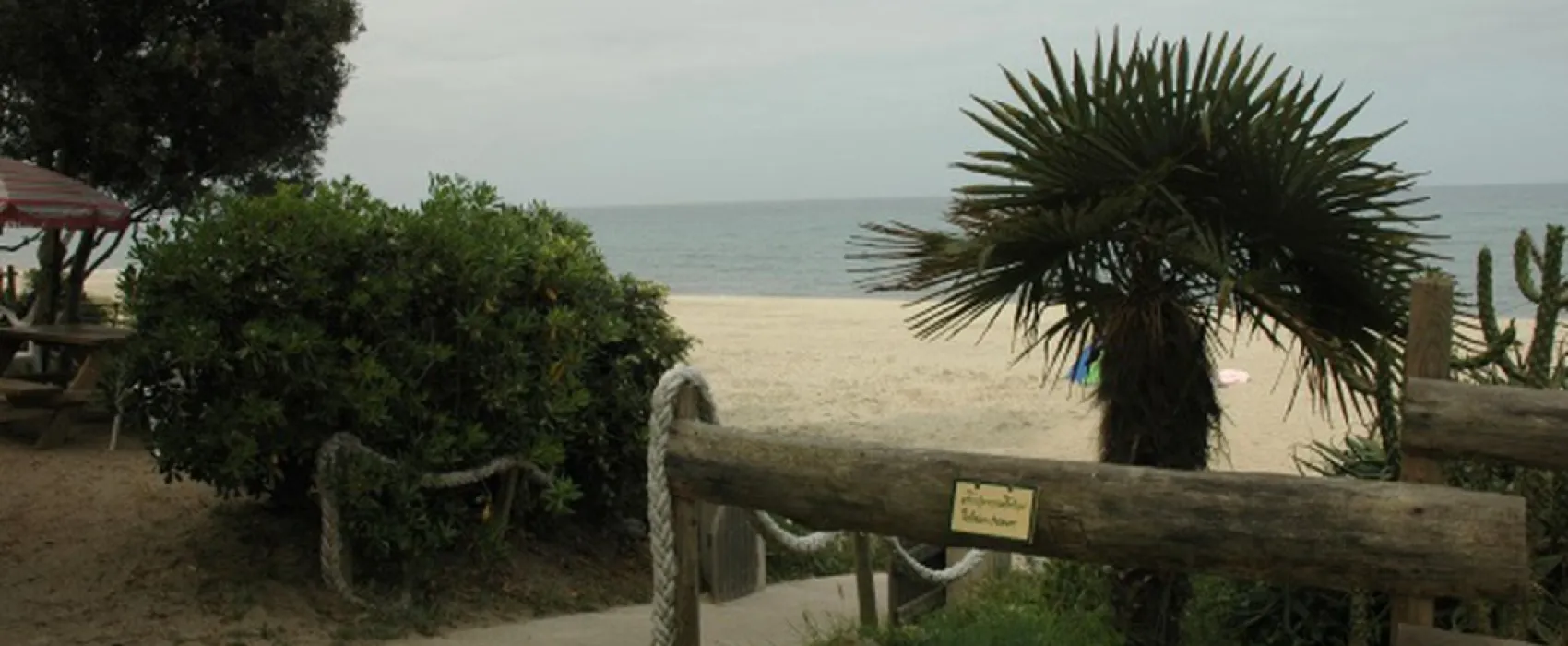 Calamar