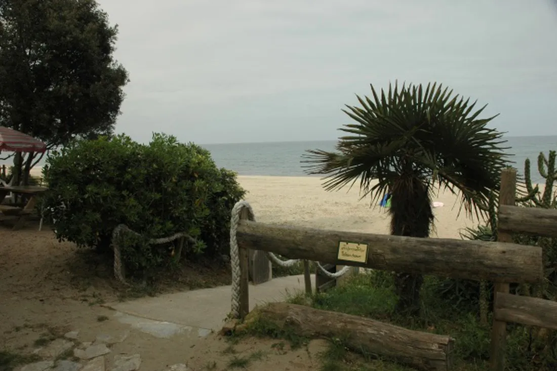 calamar-cervione-tzcbf