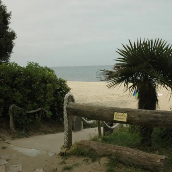 calamar-cervione-tzcbf