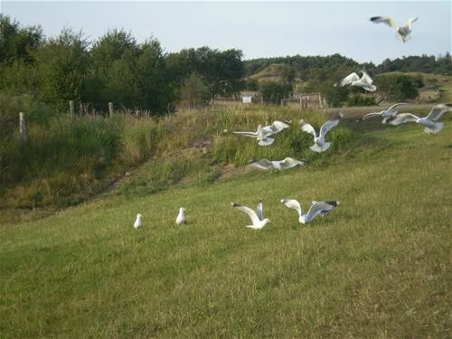 campingplatz-triangel-wangelsweissenhuser-strand-gw6zv