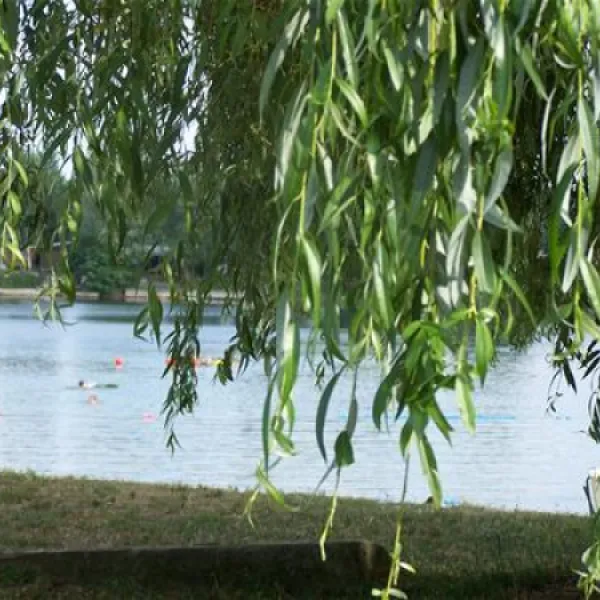 camping-municipal-les-bords-du-rhin-salmengrund-seltz-vezja