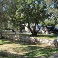 camping-pod-maslinom-oraac-rl09o