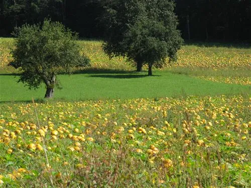 thermenland-camping-rath-und-pichler-bad-waltersdorf-zihfs