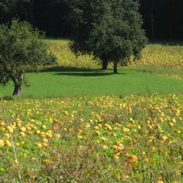 thermenland-camping-rath-und-pichler-bad-waltersdorf-zihfs
