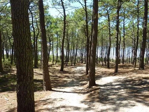 camping-atlandes-biscarrosse-pylzh