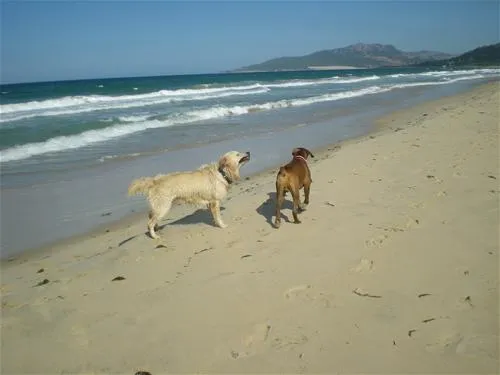 camping-tarifa-tarifa-b4url