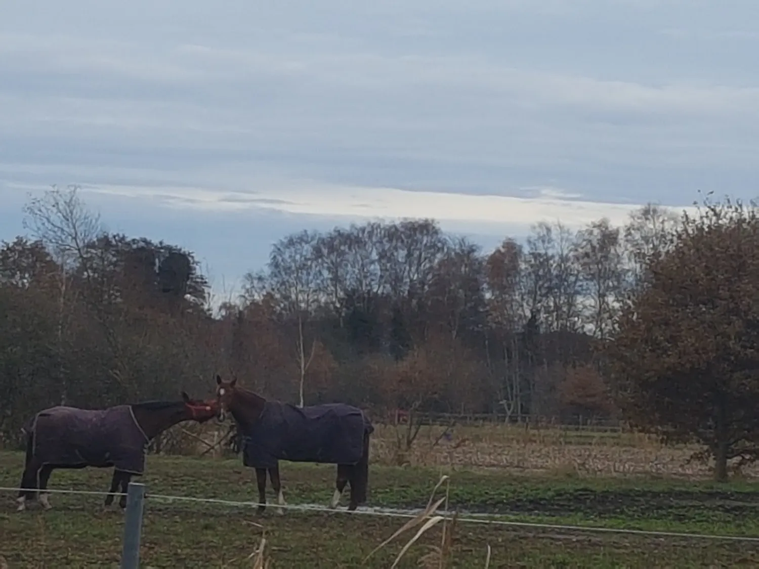 freizeit-und-campingpark-tespe-tespe-0ham2