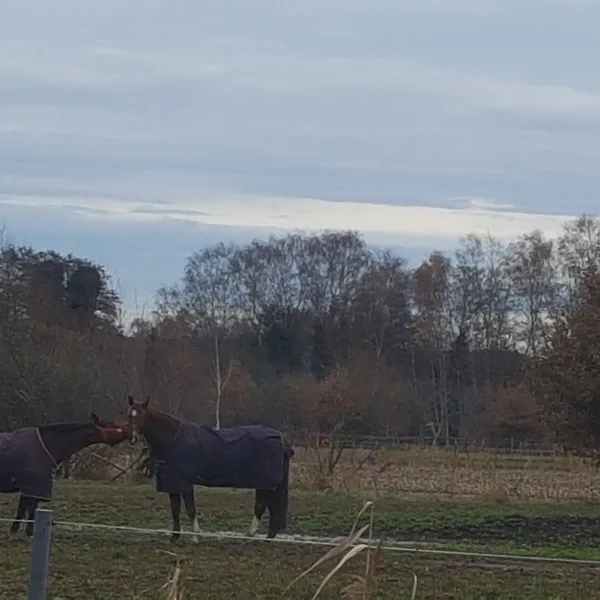 freizeit-und-campingpark-tespe-tespe-0ham2