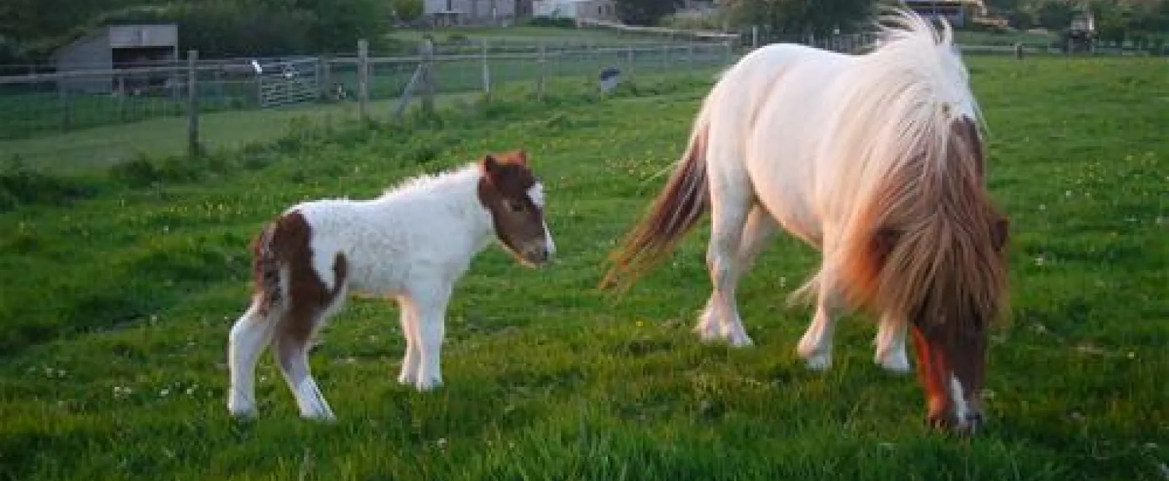 Fairfields Farm Caravan and Camping Park