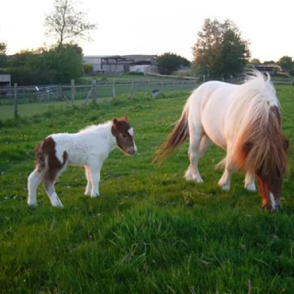 fairfields-farm-caravan-camping-park-pevensey-1otek