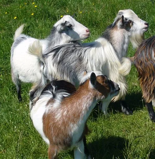 fairfields-farm-caravan-camping-park-pevensey-hzdsh
