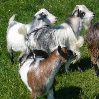 fairfields-farm-caravan-camping-park-pevensey-hzdsh