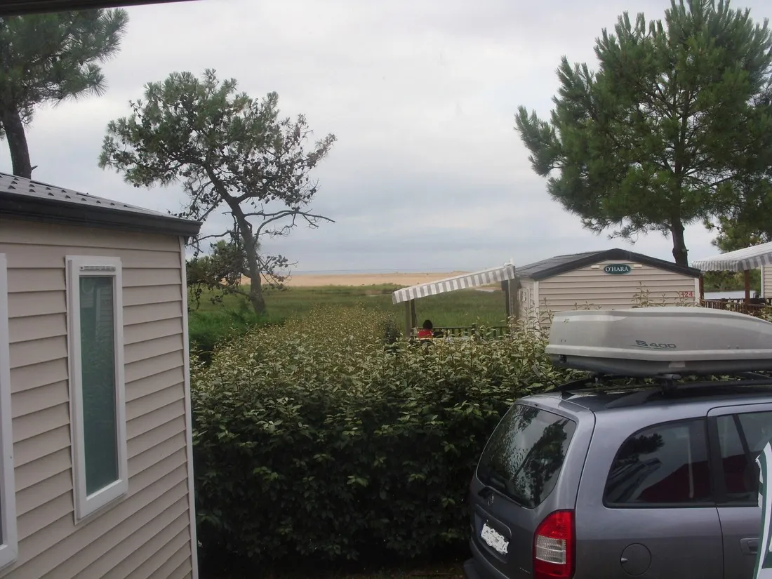 les-violettes-la-faute-sur-mer-dp1y9