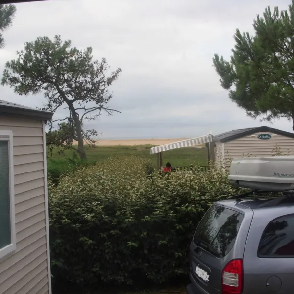 les-violettes-la-faute-sur-mer-dp1y9
