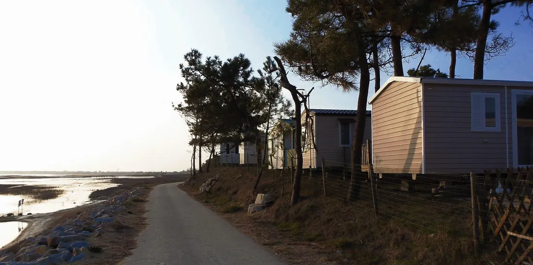 les-violettes-la-faute-sur-mer-ihqts