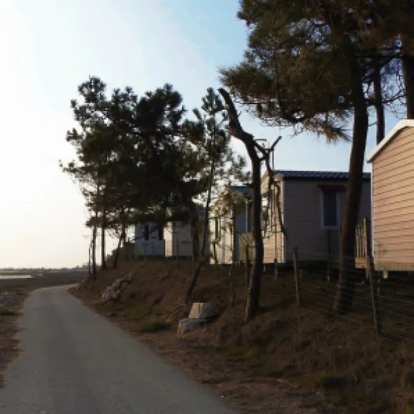 les-violettes-la-faute-sur-mer-ihqts