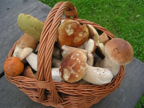 camping-sedliacky-dvor--het-boerenhof-breznorohozn-au8xz