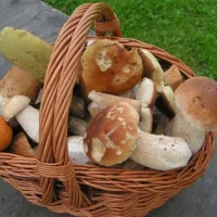camping-sedliacky-dvor--het-boerenhof-breznorohozn-au8xz