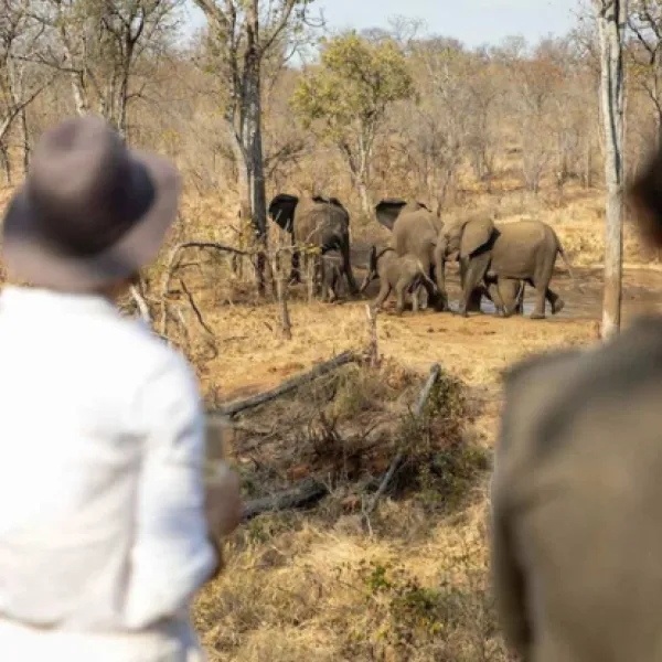 kingly-explorer-camp-balule-nature-reserve-valley-of-the-olifants-lexfi