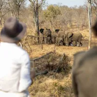 kingly-explorer-camp-balule-nature-reserve-valley-of-the-olifants-lexfi