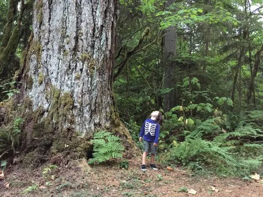 money-creek-campground-skykomish-hzxj1