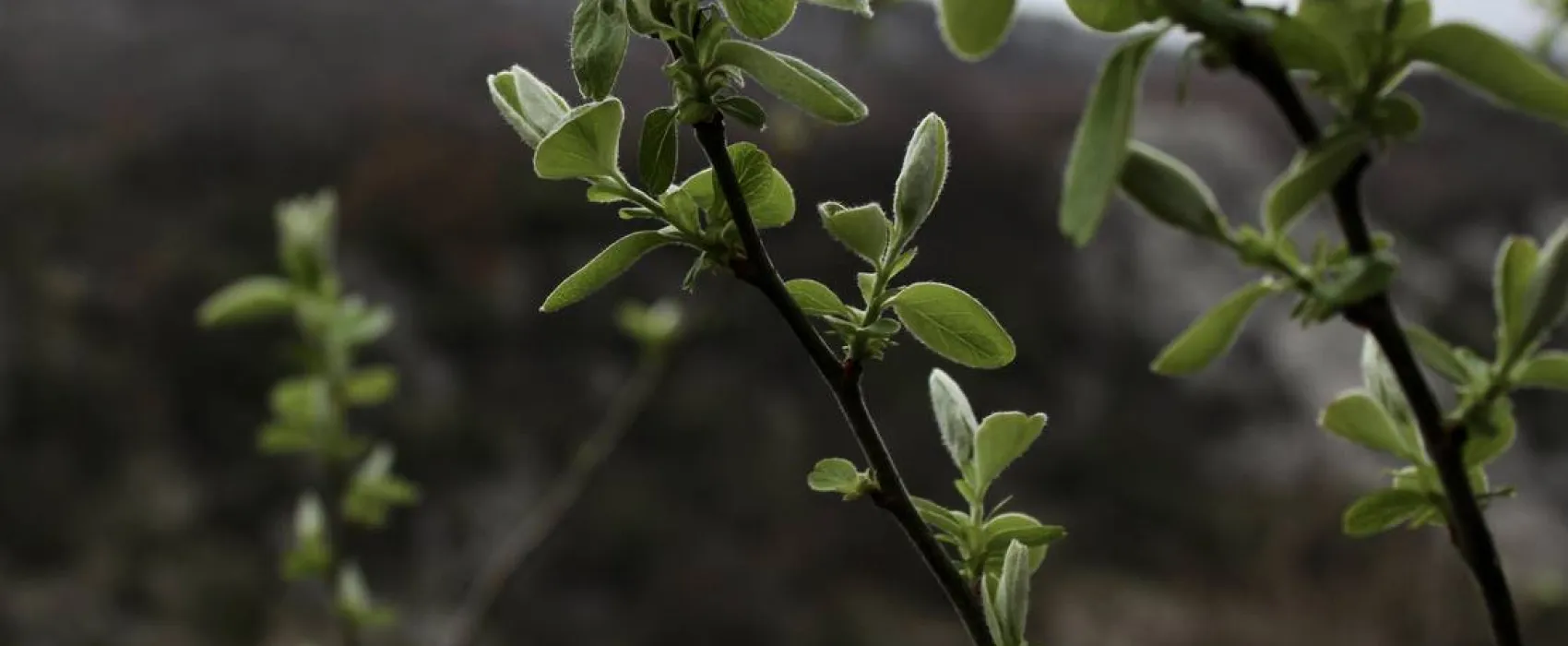 Vezica