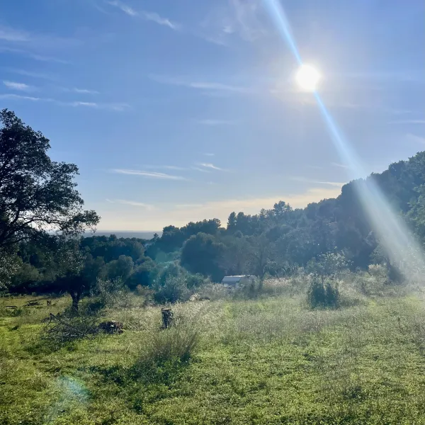 Natur 🌳 Stellplatz Mallorca