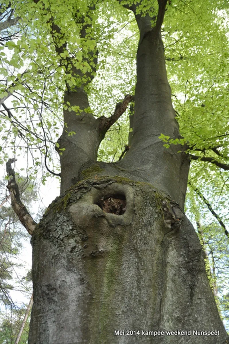 natuurkampeerterrein-nieuw-soerel-nunspeet-od79g