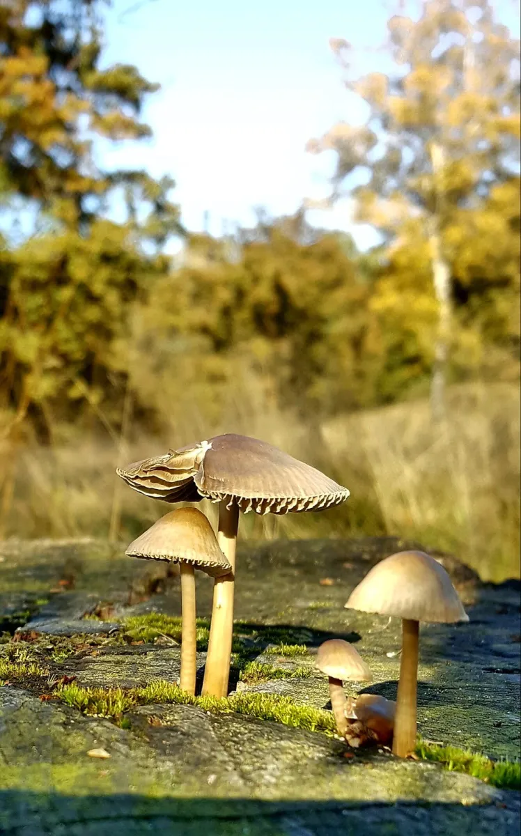 natuurkampeerterrein-nieuw-soerel-nunspeet-rmcpf