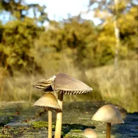 Natuurkampeerterrein Nieuw Soerel
