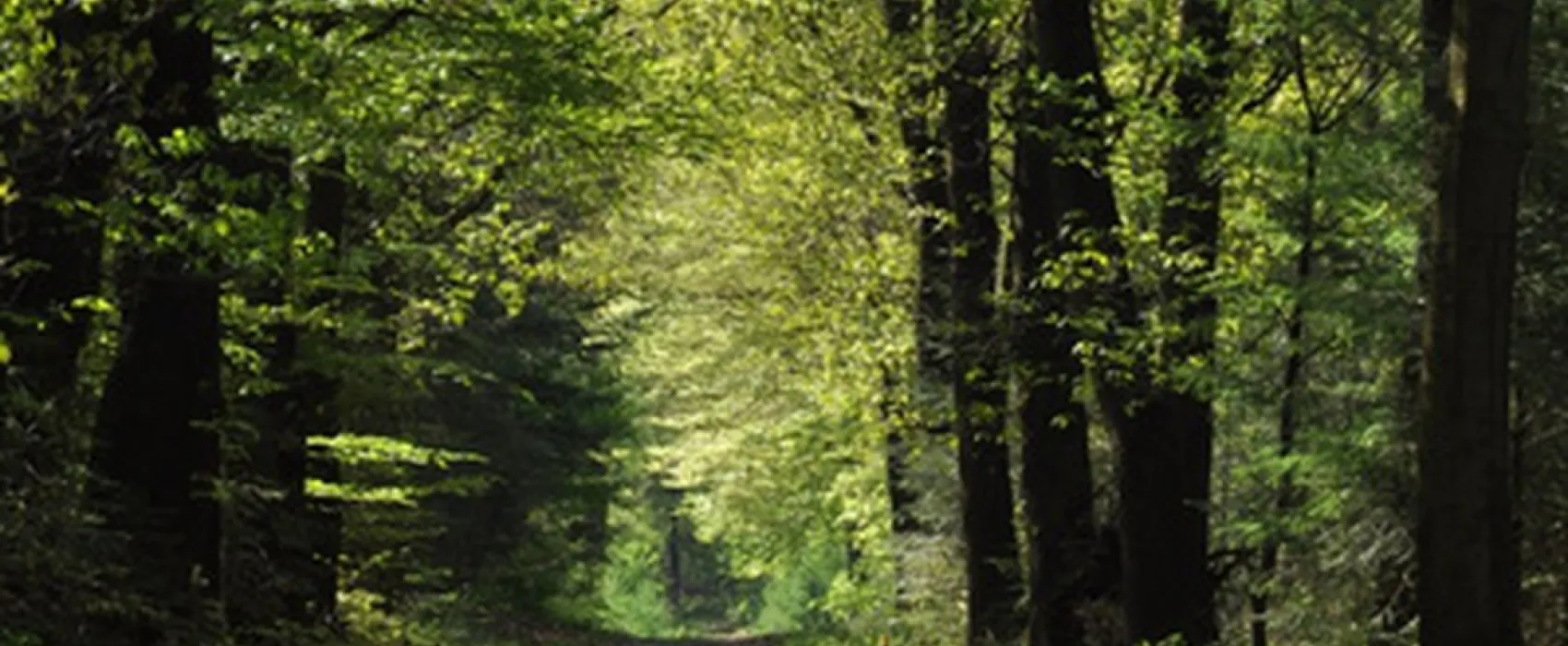 Natuurkampeerterrein Nieuw Soerel