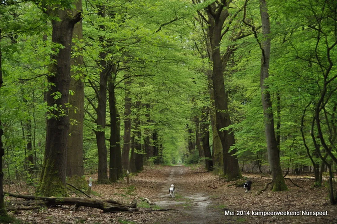 natuurkampeerterrein-nieuw-soerel-nunspeet-vbrgs